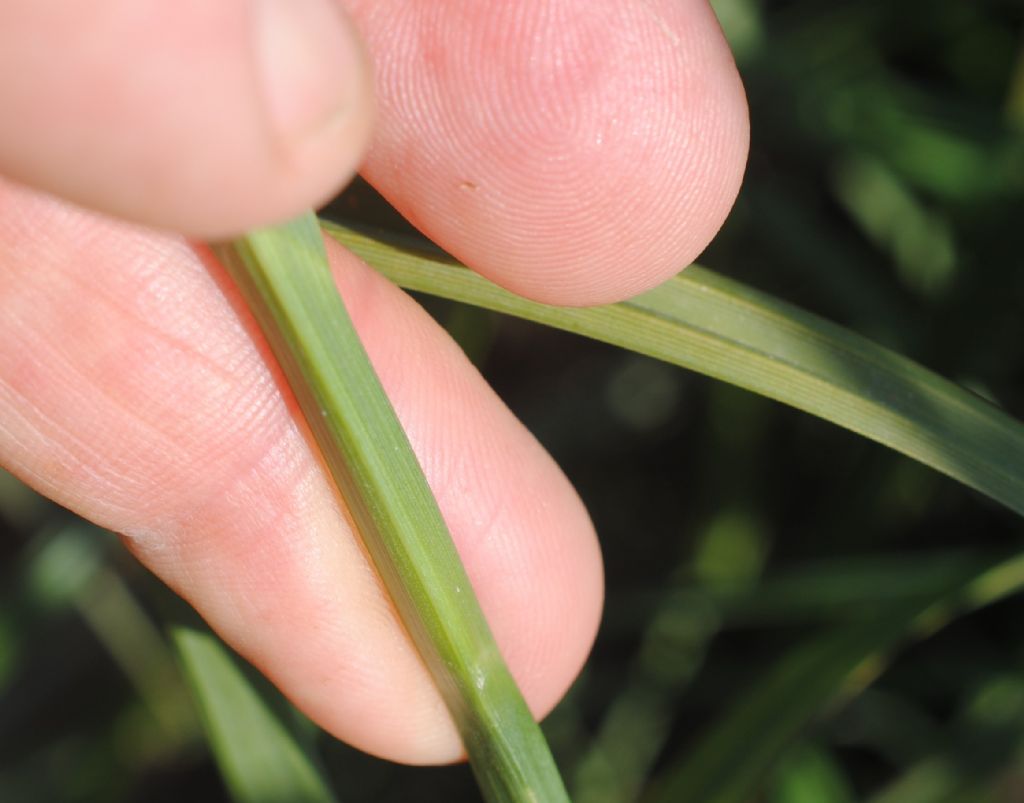 Carex?   S, Carex vesicaria da confermare